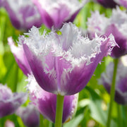 View Blue Cummins Tulip Seeds image 5