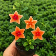 View ⭐ Hoya Bulbs – Exotic Beauty that Lasts Indoors & Out⭐ image 6