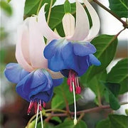 View 🧚🏼Fuchsia Flowers Seeds-Dancing Elf🪴Bonsai image 4