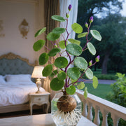 View 🎈🪴Red rattan Stephania Erecta: The strongest houseplant for lazy people🌿 image 2