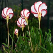 View CANDY CANE OXALIS VERSICOLOR PLANT SEEDS image 6