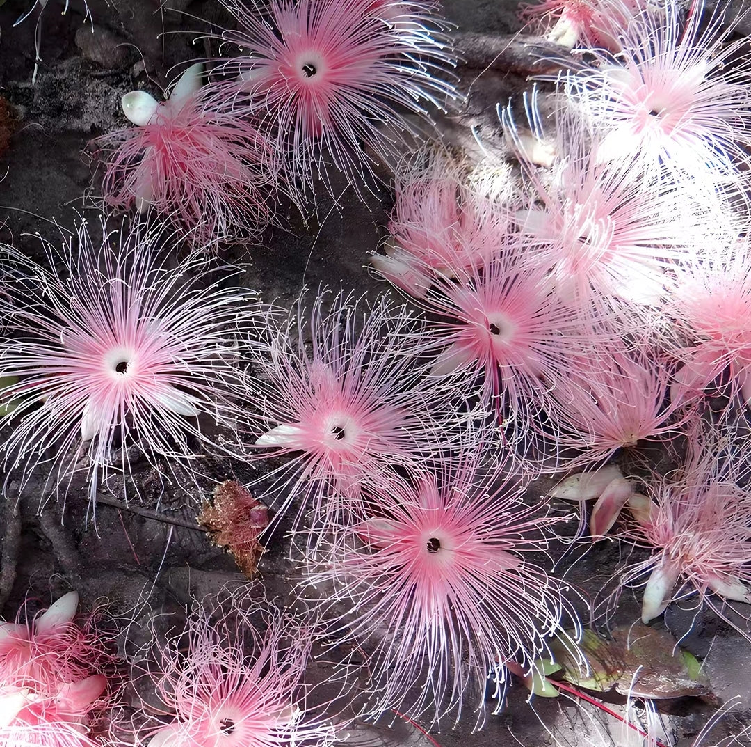Barringtonia racemosa seeds🌸