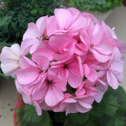 View ✨Geranium – The Colorful and Cheerful Fairy of Your Balcony! image 4
