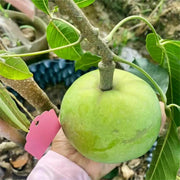 View 🍨 Ice Cream Fruit – White Persimmon 🍃Seeds image 2