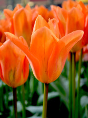 View Orange Emperor Tulip Seeds image 6