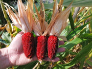 View 🍓&🌽Strawberry Corn seeds - 2023 popular seeds image 4