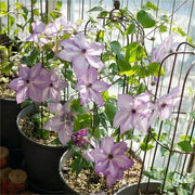 View Climbing Clematis Seeds image 5