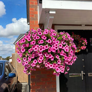 View 🔥Last Day 60% OFF🔥UV Resistant Artificial Petunias Flowers image 1