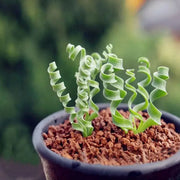 View Egrow 100Pcs/Bag Sprial Grass Seeds Green Succulents Plants Garden DIY Bonsai Potted Flower Seed image 3