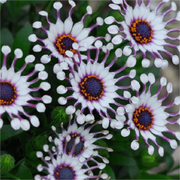 View Blue Eye Chrysanthemum - White Peony ⏳Long-lasting Blooms image 2