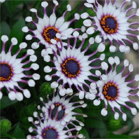 Blue Eye Chrysanthemum - White Peony ⏳Long-lasting Blooms