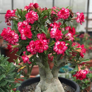 View 🎁Desert Rose Bulbs🌵Super easy care! 🌸 Adenium Obesum Bulbs image 5