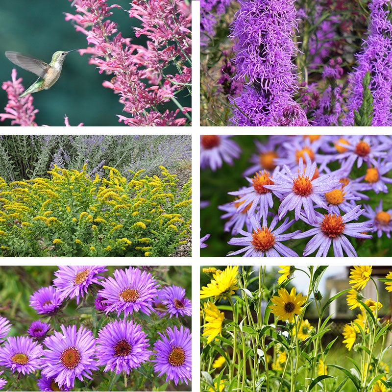 AUTUMN MAGIC POLLINATOR COLLECTION