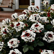 View Rare Red White Black rose - Fire & Snow Rose image 3