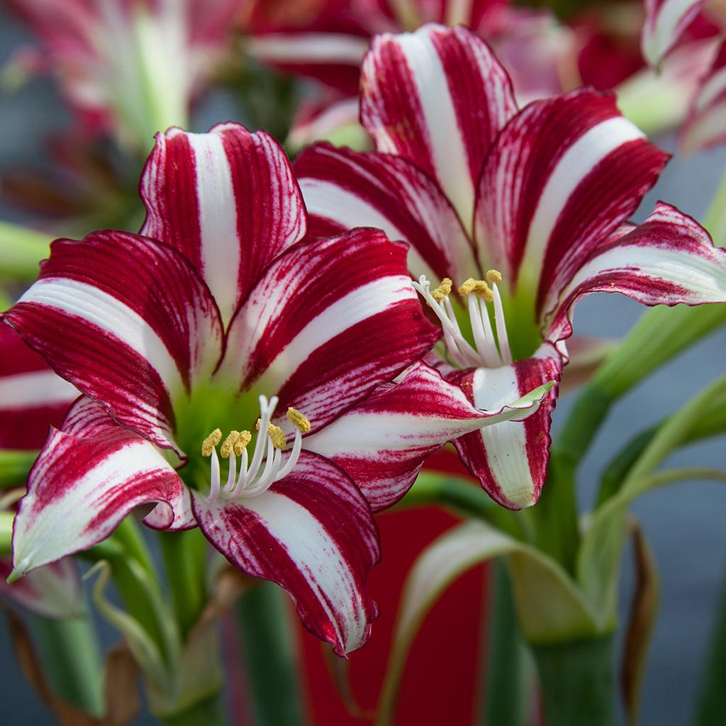 🌸Beautiful purple Rare Color Lily Bulbs– Blooms of Elegance and Grace 🌸