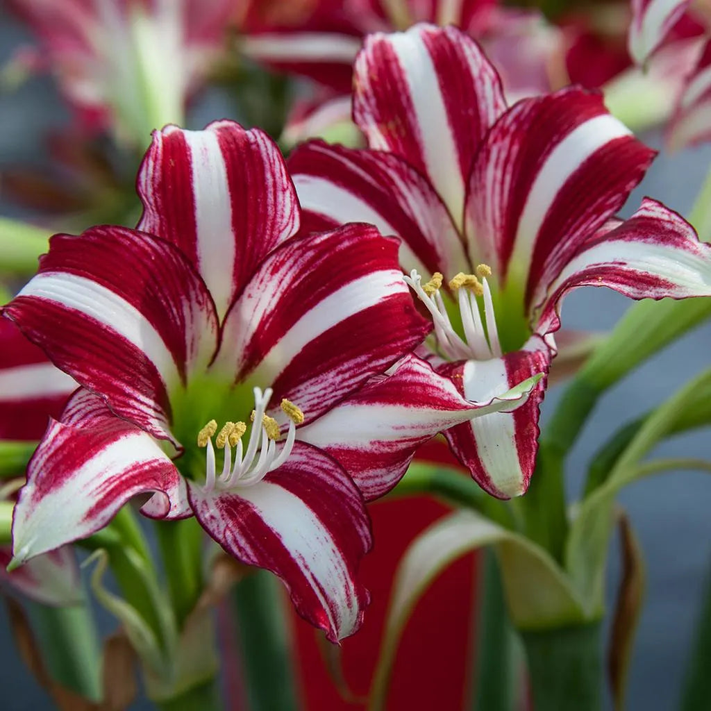 🌸 Rare Color Lily Bulbs– Blooms of Elegance and Grace 🌸