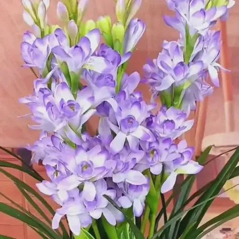 🔥[Limited Time Sale]Tuberose🌸 Bulbs! Enjoy 💥50% off, come by and grab it!