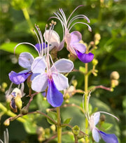 View 🌌 Blue Butterfly Flower Seeds – Bring the sky into your garden! image 4