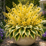 View 🔥LAST DAY SALE 49% OFF-🏠🤗 Peacock Flame Hosta Seeds💥 Stunning Colors That Brighten Any Space image 2