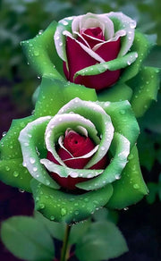 View Ruby Green Twin Roses image 3