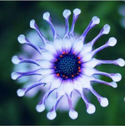 View 20Pcs Rare Blue Daisy Plants Flower Seeds Garden Plant image 3