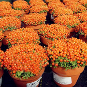 View Egrow 50Pcs(100Pcs)/Bag Lamp Beads Grass Seeds Flower Seeds Garden Bonsai Plant for Home Garden Plants image 6