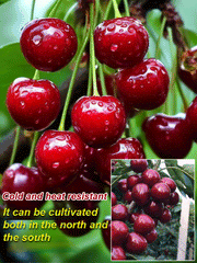 View [No fruit, full refund] Premium Giant Sweet Cherry Sapling image 4
