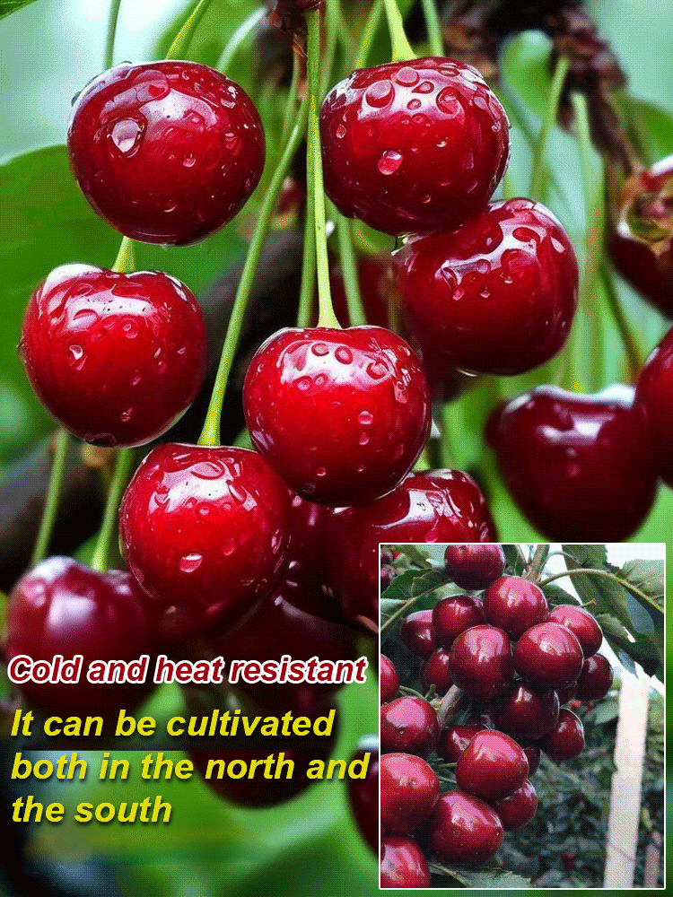 [No fruit, full refund] Premium Giant Sweet Cherry Sapling