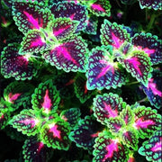 View 50pcs/Bag Coleus Bonsai Flower Leaf Plants Rainbow Dragon Seeds Garden image 3