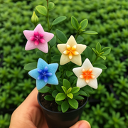 View ⭐ Hoya Bulbs – Exotic Beauty that Lasts Indoors & Out⭐ image 1