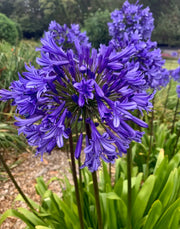 View Agapanthus africanus 'Black Buddhist' image 3