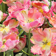 View Apricot Parrot Tulip Seeds image 5