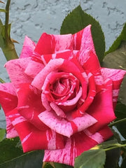 View Rose red white Miniature Rose image 3