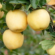 View Golden Apple Seeds image 1