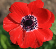 View Red Anemone Seeds image 3