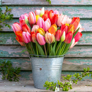 View 100 x Darwin Hybrid Mix Tulip Seeds image 2