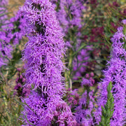 View AUTUMN MAGIC POLLINATOR COLLECTION image 3