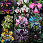 View 🦋Iris butterfly seeds image 5