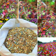 View 👍Mixed Perennial Flower Seeds – 60+ Varieties for Endless Blooms image 1