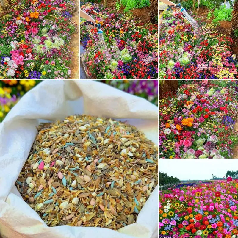 👍Mixed Perennial Flower Seeds – 60+ Varieties for Endless Blooms