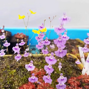 View Utricularia sandersonii Seeds image 5