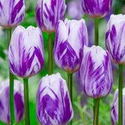 View Flaming Flag Triumph Tulip Seeds image 1