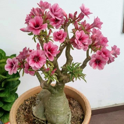 View 🎁Desert Rose Bulbs🌵Super easy care! 🌸 Adenium Obesum Bulbs image 6