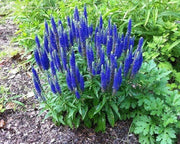 View Spike Speedwell Intense Blue Flowers image 2