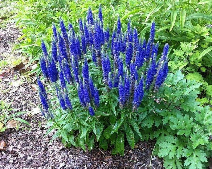 Spike Speedwell Intense Blue Flowers