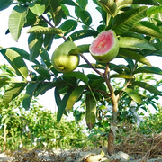 View Strawberry Guava Seeds image 2