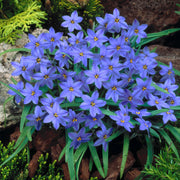 View Rain Orchid Bulbs-Blooms once the next rain falls image 6