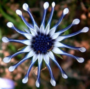 View 20Pcs Rare Blue Daisy Plants Flower Seeds Garden Plant image 4