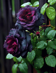 View Black Baccara Seeds image 2