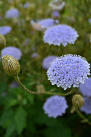 View Didiscus lacy lavender blue seeds image 2